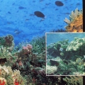 Внешний склон рифа - окаймляющие рифы