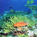 Cephalopholis miniatus - Coral hind - Epinephelus - Павлиноглазый окунь.jpg