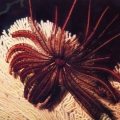 Crinoid - Морская лилия .jpg