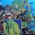 Fire coral Millepora - Огненные кораллы - миллепоры.jpg