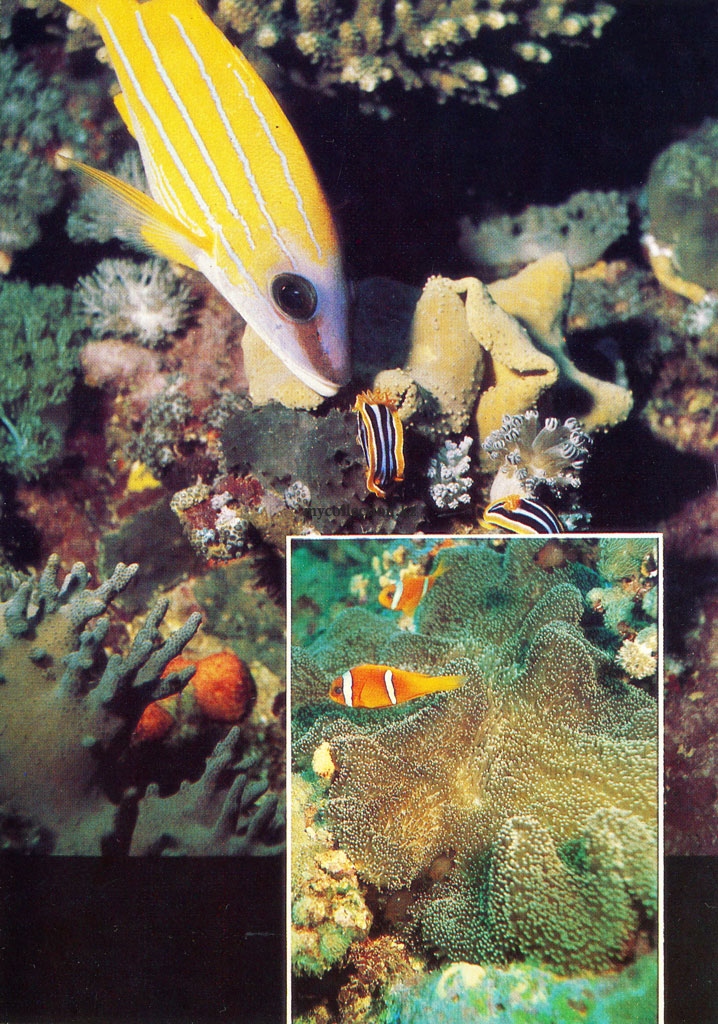 the world\'s coral reefs - Золотополосый луциан и рыбки-клоуны.jpg