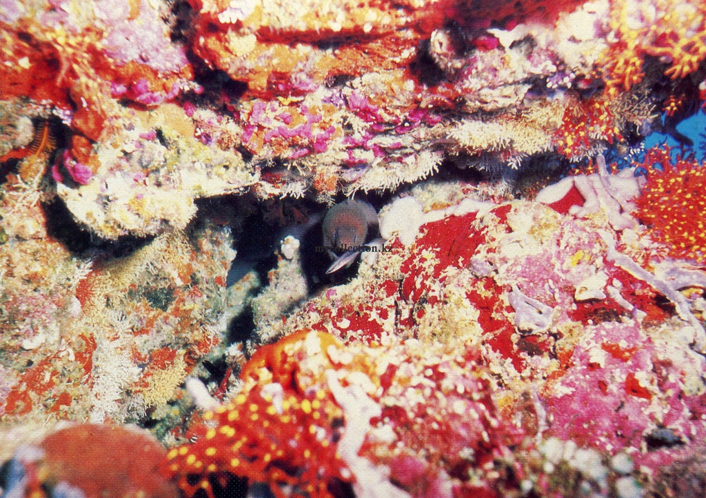 Muraena in an underwater grotto - Мурена.jpg