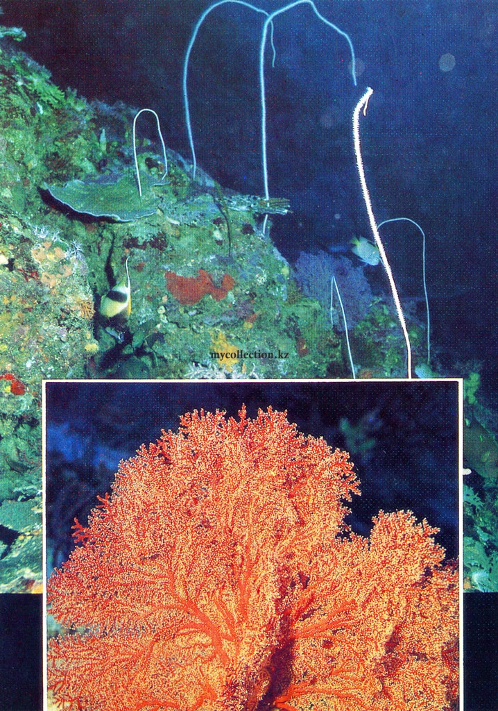 Gorgonia corals.jpg