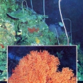 Gorgonia corals.jpg