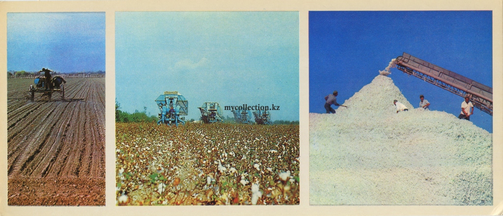 Cotton white gold f Uzbekistan - Fergana Valley - 1974.jpg