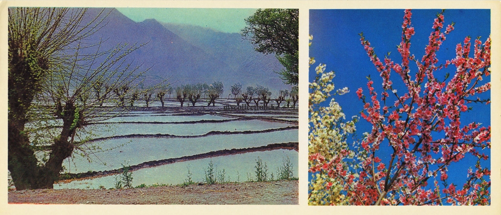 Uzbekistan - Fergana Valley - 1974 - Sokh District -  Blossoms almonds.jpg