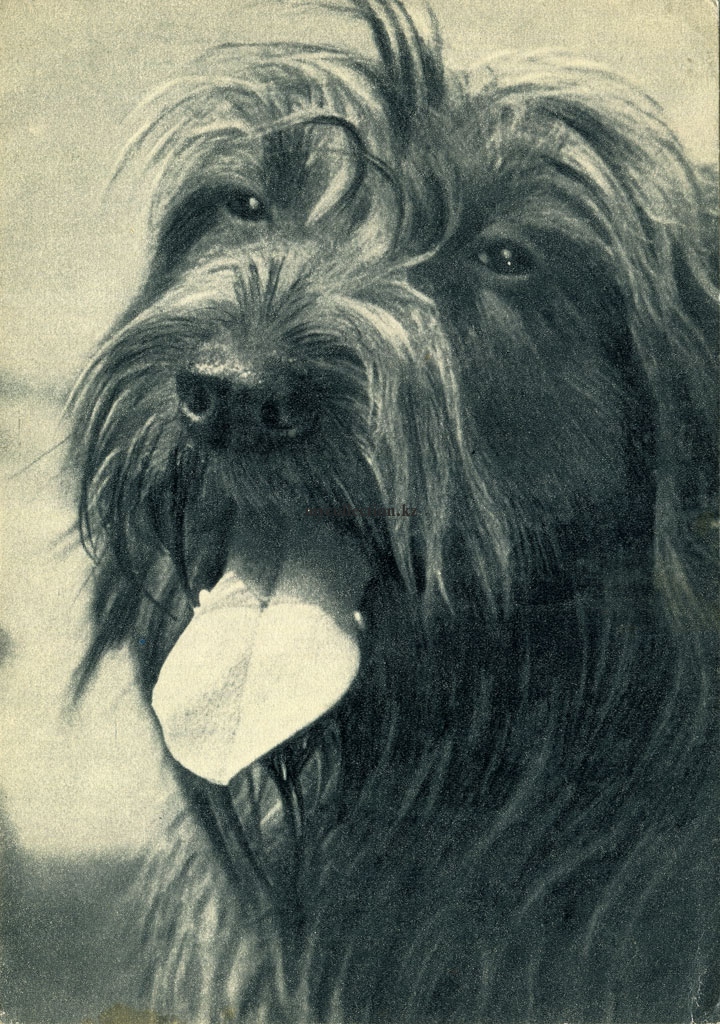 Black Russian Terrier - 1969 - Русский чёрный терьер.jpg