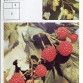 Medicinal plants - Лекарственные растения - Липа сердцевидная - Tilia cordata - Малина обыкновенная - Rubus idaeus.jpg