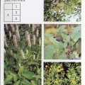 Medicinal plants - Лекарственные растения - Prunus padus - Potentilla erecta - Bistorta officinalis - Черёмуха -  Лапчатка -  Горец змеиный.jpg