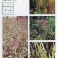 Лекарственные растения - Зверобой - Золототысячник - Аир - Мята  - Hypericum - Centaurium erythraea - Acorus calamus - Peppermint.jpg