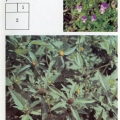Medicinal plants - Лекарственные растения - Фиалка трехцветная - полевая - Череда  - Viola tricolor - Bidens tripartita.jpg