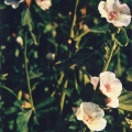 Лекарственные растения - Althaea officinalis - Алтей лекарственный - Medicinal plants.jpg