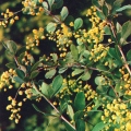 Лекарственные растения - Барбарис амурский - Berberis amurensis - Medicinal plants.jpg