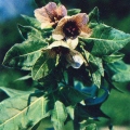 Лекарственные растения - Белена чёрная - Hyoscyamus niger.jpg