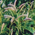 Лекарственные растения - Горец змеиный - Bistorta officinalis - Змеевик большой.jpg