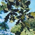 Лекарственные растения - Дуб обыкновенный черешчатый - Quercus robur - Medicinal plants.jpg