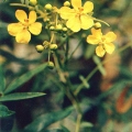 Лекарственные растения - Кассия узколистная - Cassia angustifolia Vahl - Medicinal plants.jpg