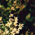 Лекарственные растения - Кишнец кориандр посевной - Coriander - Medicinal plants.jpg
