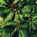 Лекарственные растения - Крушина ольховидная  ломкая - Frangula alnus - Medicinal plants.jpg