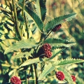 Лекарственные растения - Medicinal plants - Кровохлёбка лекарственная - Sanguisorba officinalis.jpg
