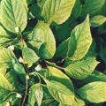 Лекарственные растения - Лимонник китайский - Schisandra chinensis - Medicinal plants.jpg