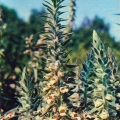 Лекарственные растения - Наперстянка шерстистая - Digitalis lanata - Medicinal plants.jpg