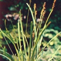 Лекарственные растения - Осока парвская - Carex brevicollis - Medicinal plants.jpg