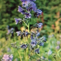 Лекарственные растения - Синюха голубая лазурная - Polemonium caeruleum - Medicinal plants.jpg