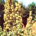Лекарственные растения - Щавель конский - Rumex confertus - Medicinal plants.jpg