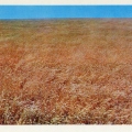 Поле нового сорта пшеницы Пиротрикс-28