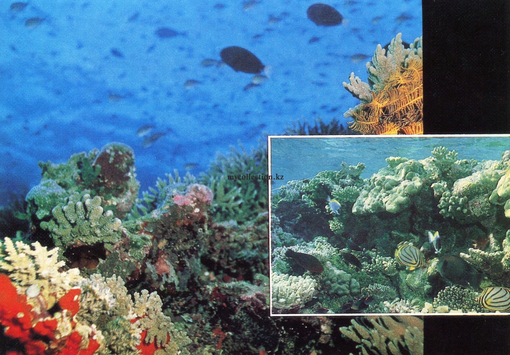 Outer reef slope - Внешний склон рифа - Окаймляющий риф.jpg