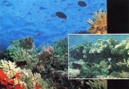 Внешний склон рифа - окаймляющие рифы