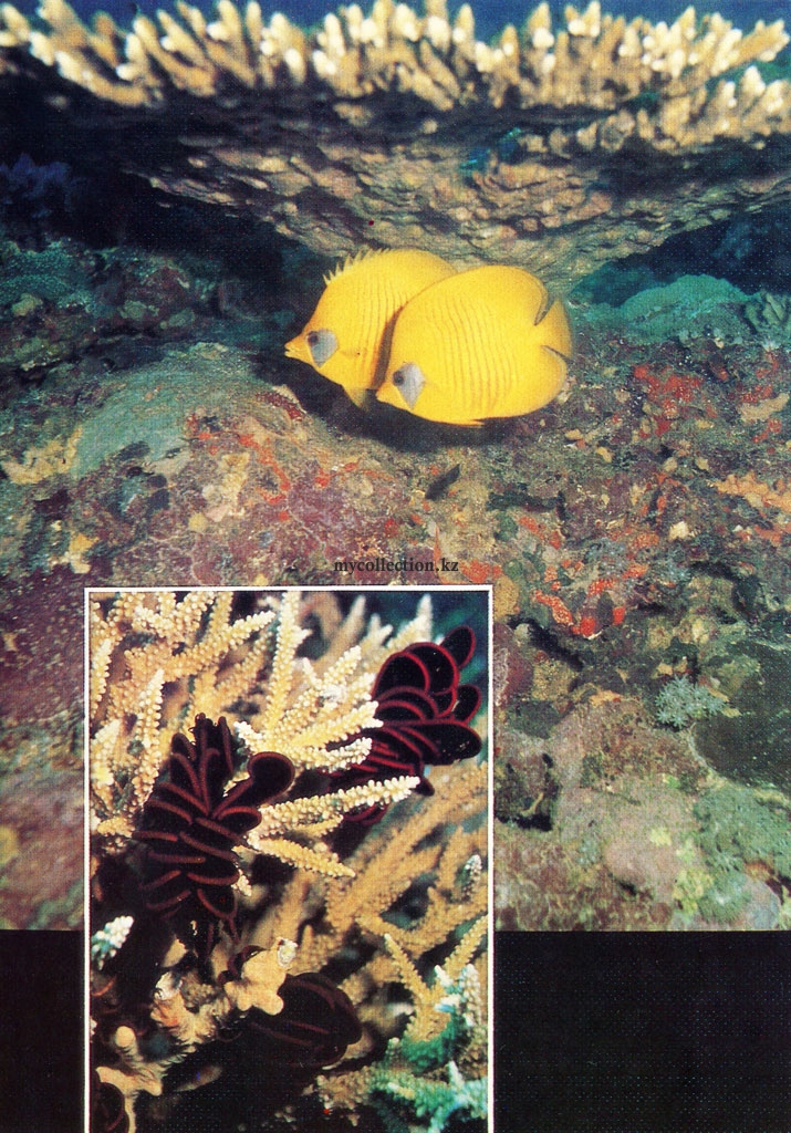 Acropora Corals - Кораллы Акропоры. Рыбы-бабочки.jpg