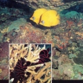 Кораллы Акропоры. Рыбы-бабочки