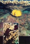 Кораллы Акропоры. Рыбы-бабочки