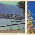 Рисовые поля в Сохской долине. Цветет миндаль