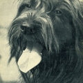 Black Russian Terrier - 1969 - Русский чёрный терьер.jpg
