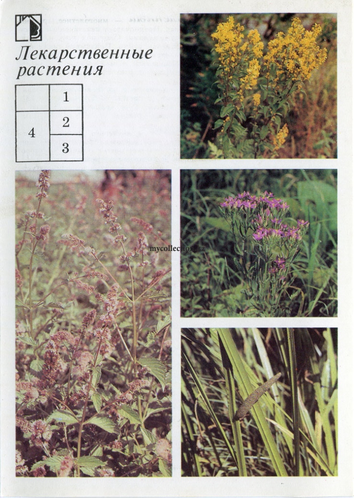 Лекарственные растения - Зверобой - Золототысячник - Аир - Мята  - Hypericum - Centaurium erythraea - Acorus calamus - Peppermint.jpg