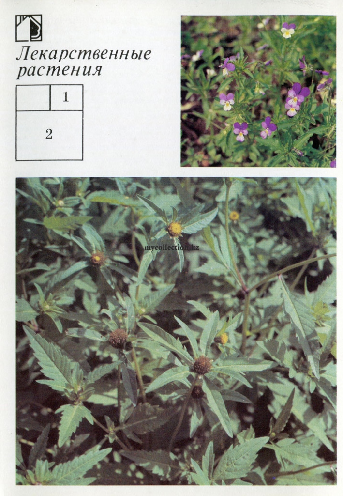 Medicinal plants - Лекарственные растения - Фиалка трехцветная - полевая - Череда  - Viola tricolor - Bidens tripartita.jpg