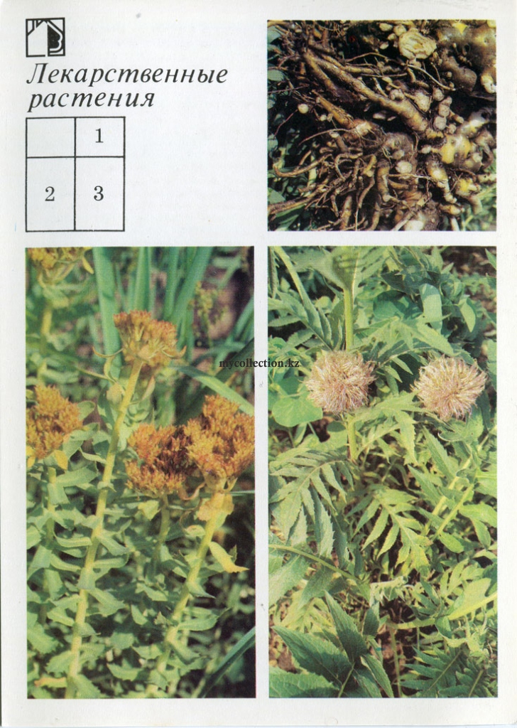 Medicinal plants - Лекарственные растения - Rhodiola rosea - Rhaponticum carthamoides - Родиола розовая - Левзея софлоровидная .jpg