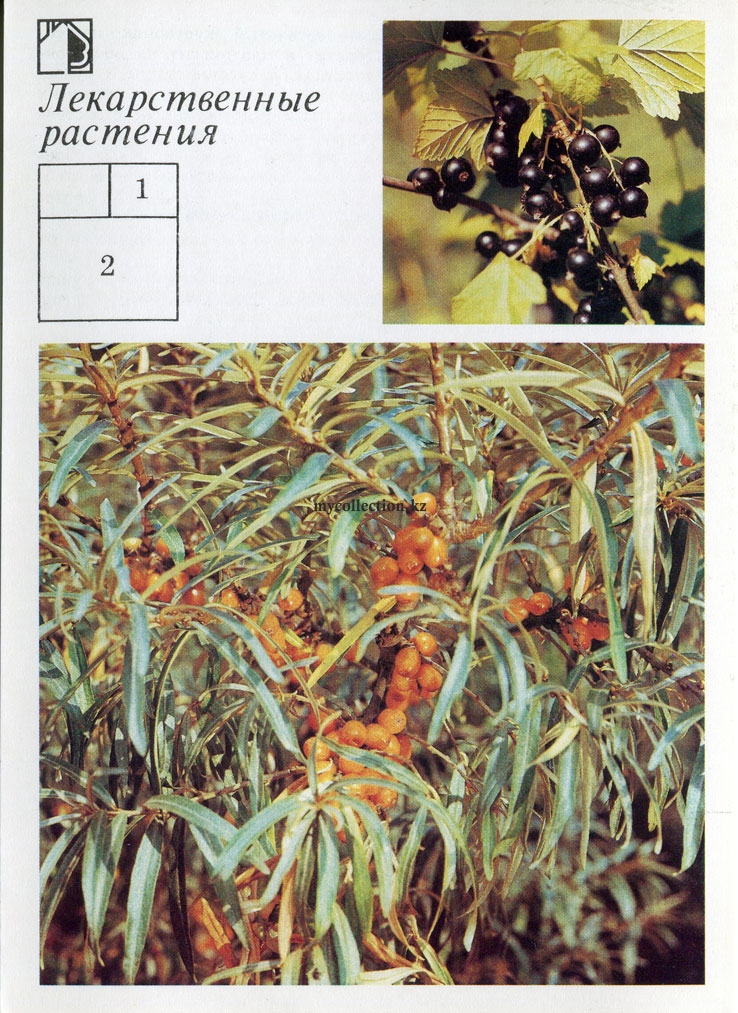 Medicinal plants - Лекарственные растения - Смородина черная - Облепиха крушиновидная - Blackcurrant - Hippophae rhamnoides.jpg