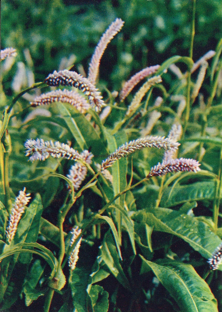 Лекарственные растения - Горец змеиный - Bistorta officinalis - Змеевик большой.jpg