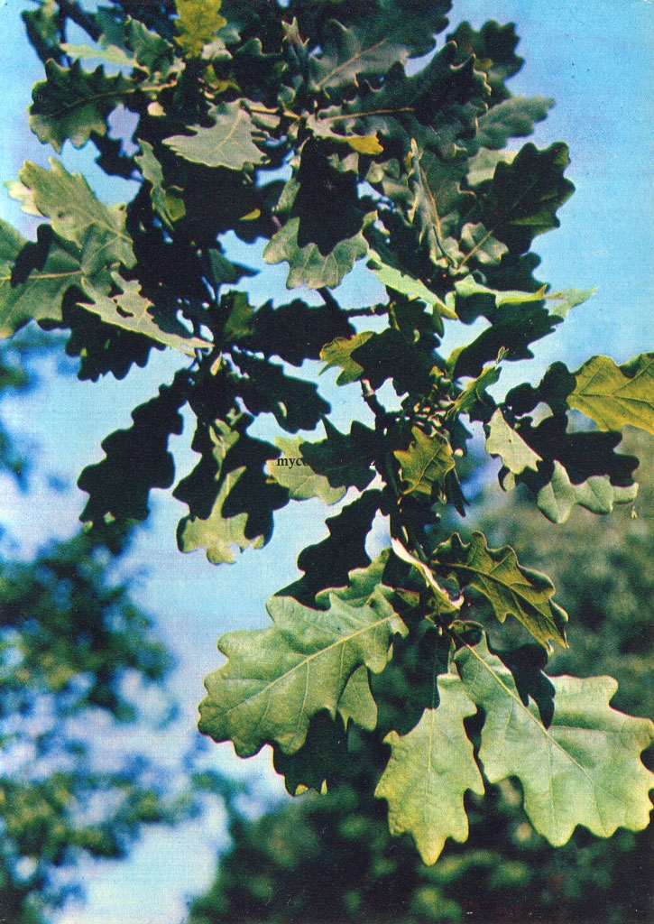 Лекарственные растения - Дуб обыкновенный черешчатый - Quercus robur - Medicinal plants.jpg