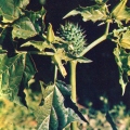 Лекарственные растения - Дурман обыкновенный - Datura stramonium -  Medicinal plants.jpg