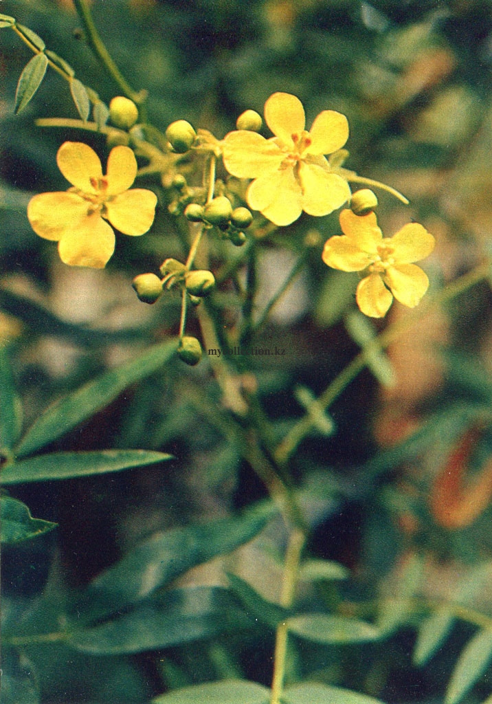 Лекарственные растения - Кассия узколистная - Cassia angustifolia Vahl - Medicinal plants.jpg