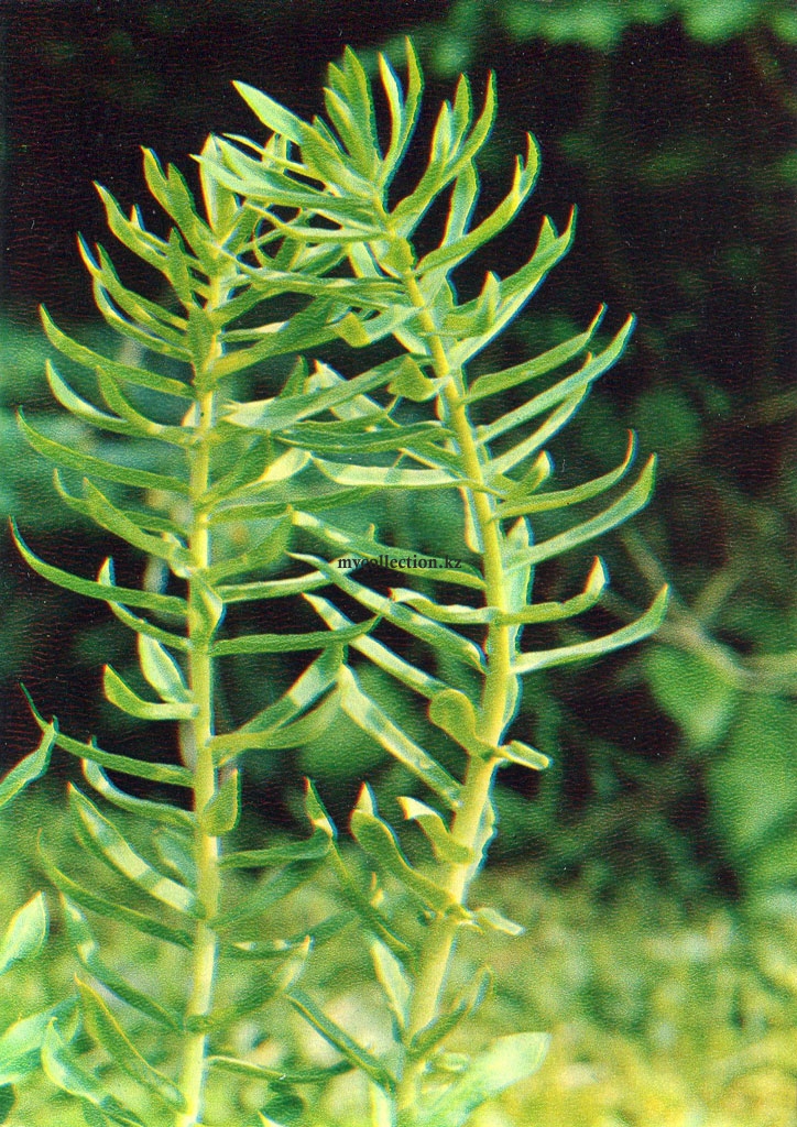 Лекарственные растения - Родиола розовая - Rhodiola rosea - Medicinal plants.jpg
