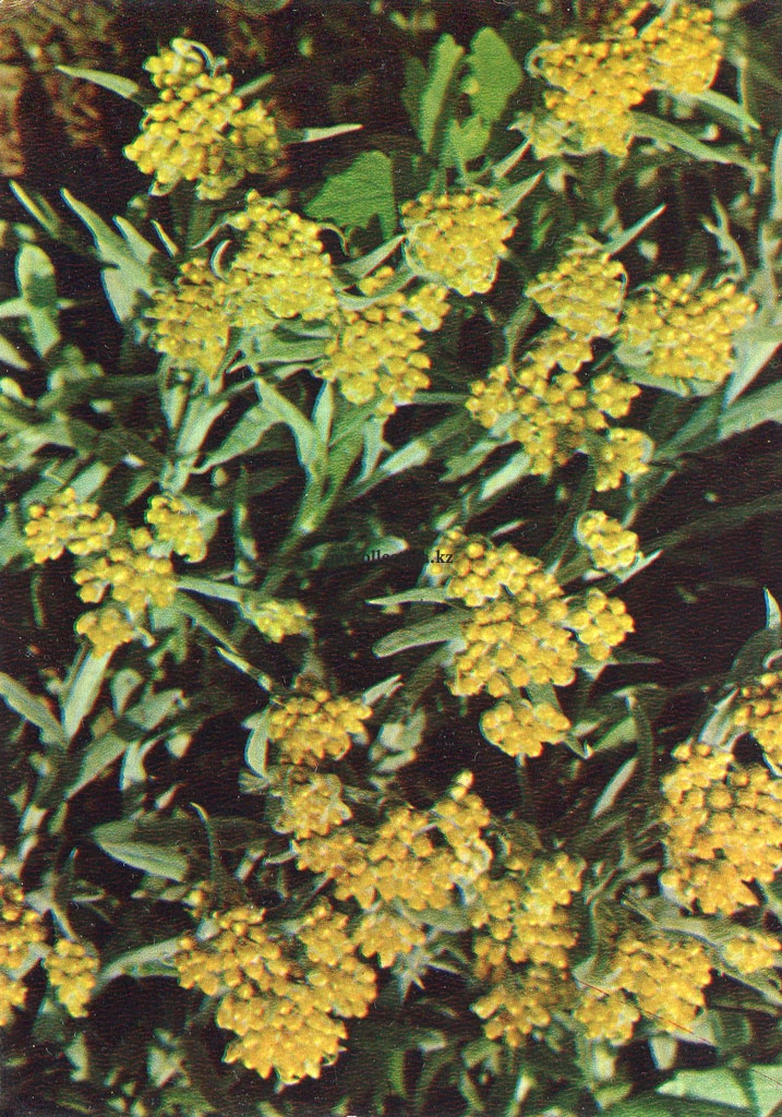 Лекарственные растения - Цмин - бессмертник - песчаный - Helichrysum arenarium - Medicinal plants.jpg